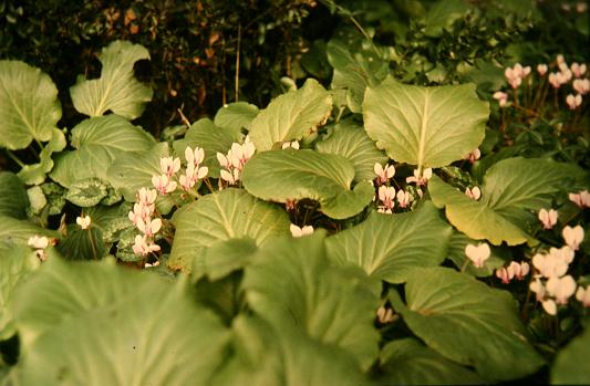 Cyclamen hederifolium 