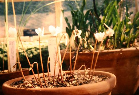 Cyclamen hederifolium 'Album' 