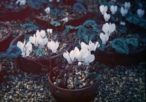 Cyclamen hederifolium 'Album' 