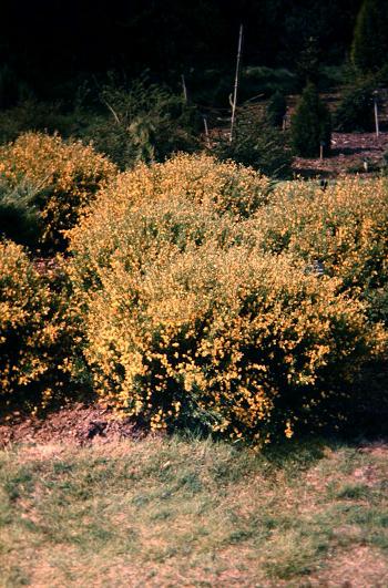 Cytissus x beanii 
