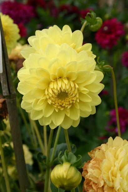 Dahlia 'Yellow Abundance ' 