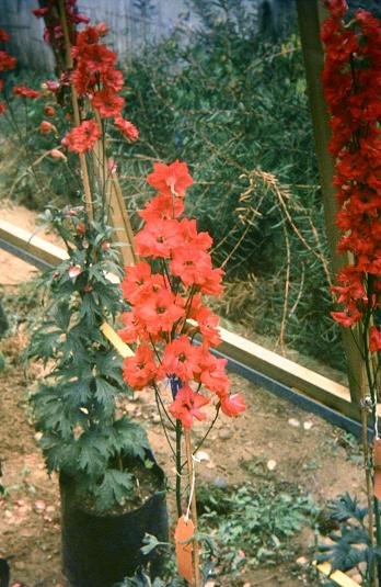 Delphinium 'Red Hybrids' 