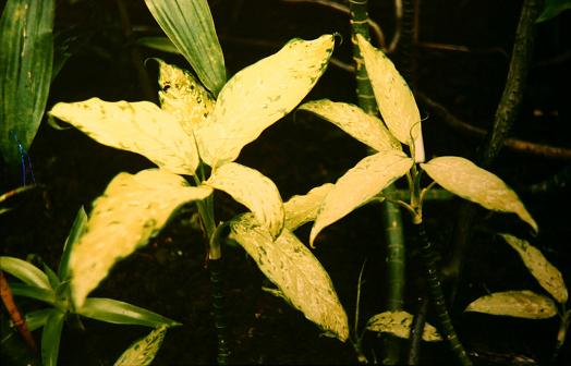 Dieffenbachia bowmanii 