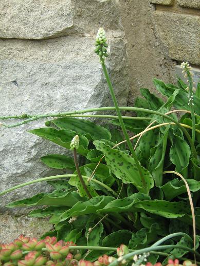 Drimiopsis maculata 