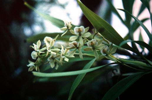 Epidendrum radicans 