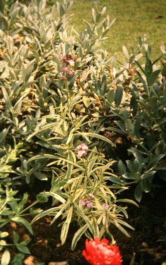 Erysimum linifolium 'Variegatum' 