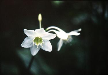Eucharis grandiflora 