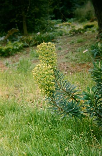 Euphorbia characias ssp. wulfenii 