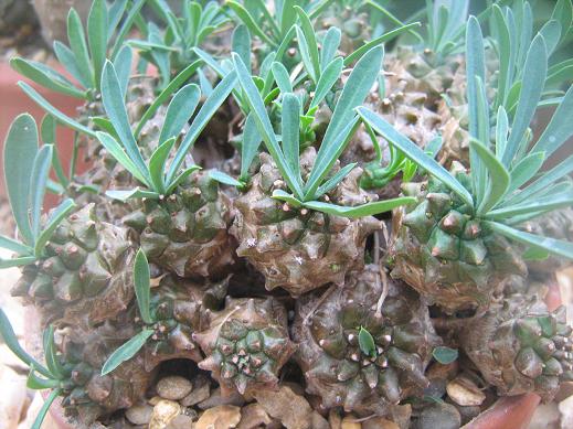 Euphorbia helioscopia ssp. helioscopia 