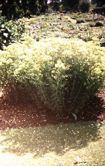 Euphorbia palustris 