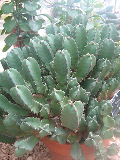 Euphorbia restricta 