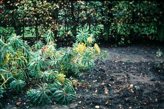 Euphorbia sikkimensis 