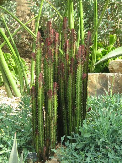 Euphorbia trigona f. rubra 