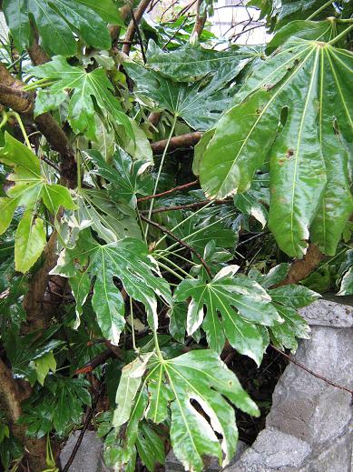 Fatsia japonica 'Variegata' 