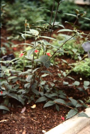  Fuchsia alpestris 
