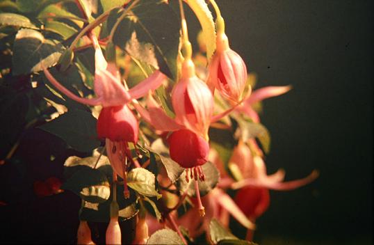  Fuchsia 'Athelea ' 