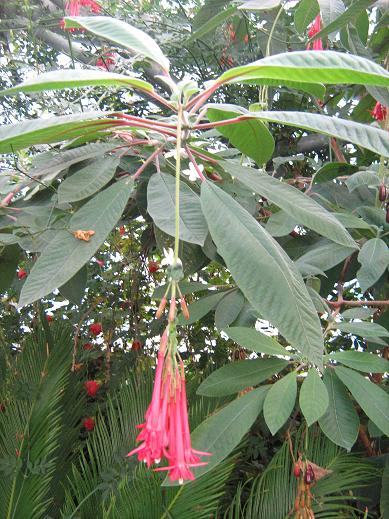  Fuchsia boliviana 