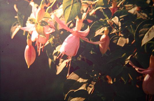  Fuchsia 'Celia Smedley ' 