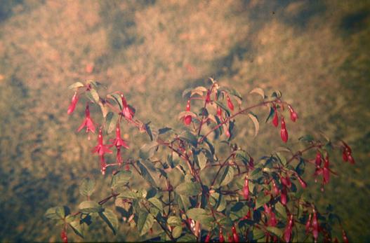  Fuchsia decussata 