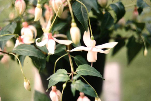 Fuchsia 'Evensong ' 