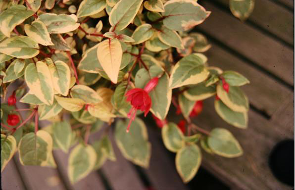  Fuchsia 'Golden Marinka ' 
