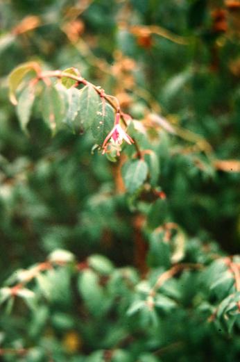  Fuchsia magellanica 
