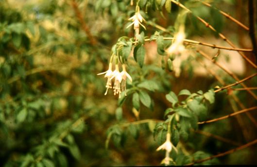  Fuchsia magellanica 'Molinae ' 