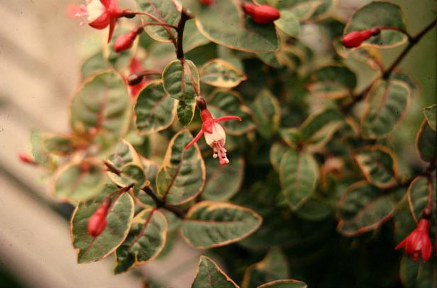  Fuchsia 'Rosecroft Beauty ' 
