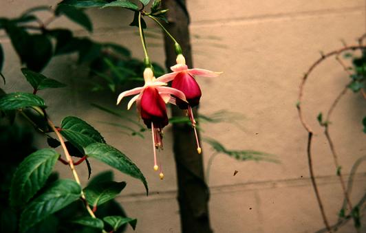  Fuchsia 'Rose of Castille ' 
