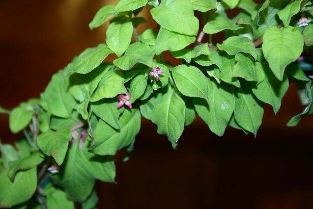 Fuchsia thymifolia 