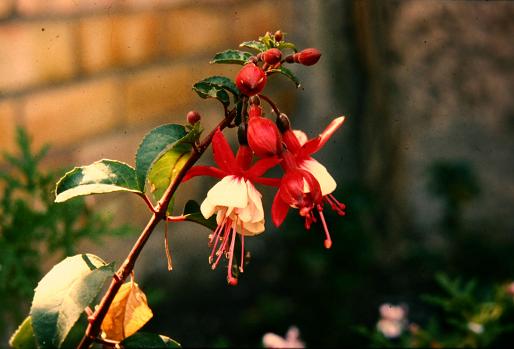  Fuchsia 'Whitecap ' 
