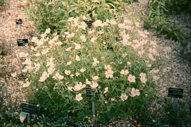 Geranium pratense Kashmir White 