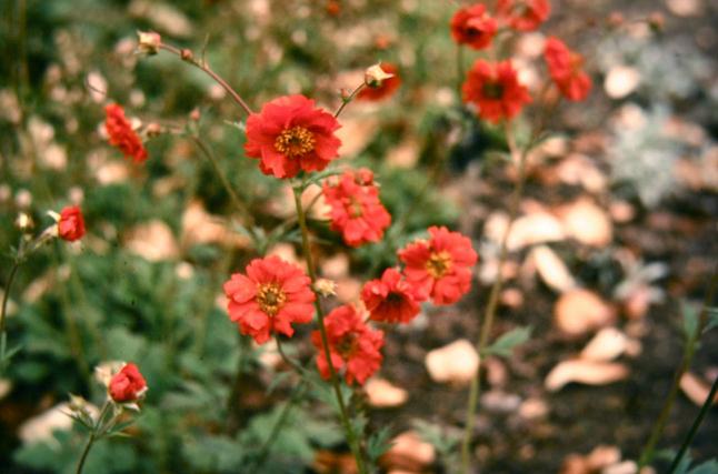Geum coccineum Red Wings 