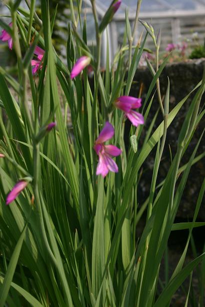 Gladiolus italicus 