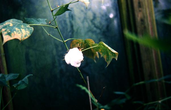 Gossypium herbaceum 