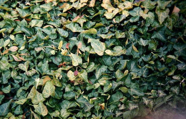 Hedera helix 'Jersey Form' 