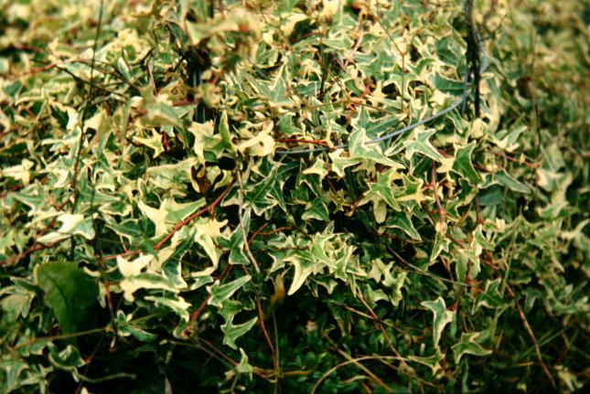 Hedrea helix 'Sagittifolia Variegata' 