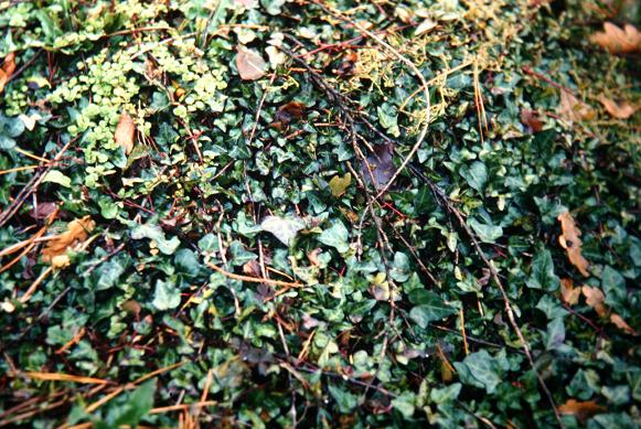 Hedera helix 'Spetchley' 
