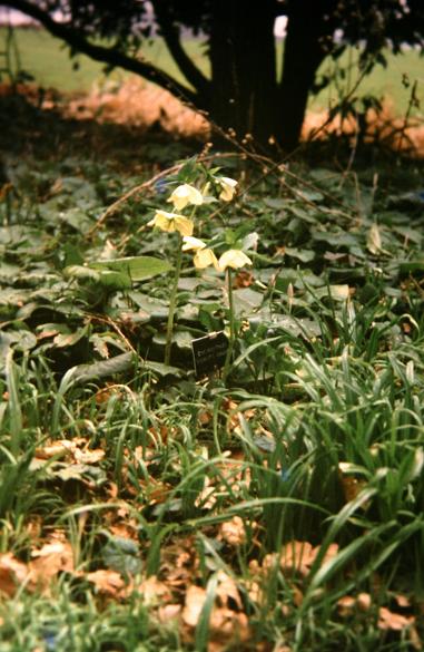 Helleborus orientalis 'Bowles Yellow' 