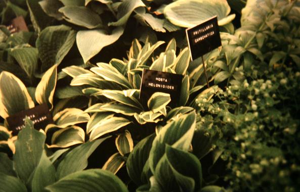 Hosta rhodeifolia 