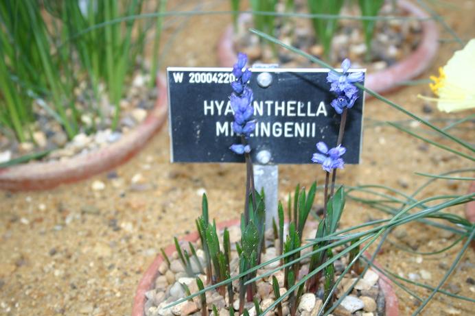 Hyacinthella milligenii 