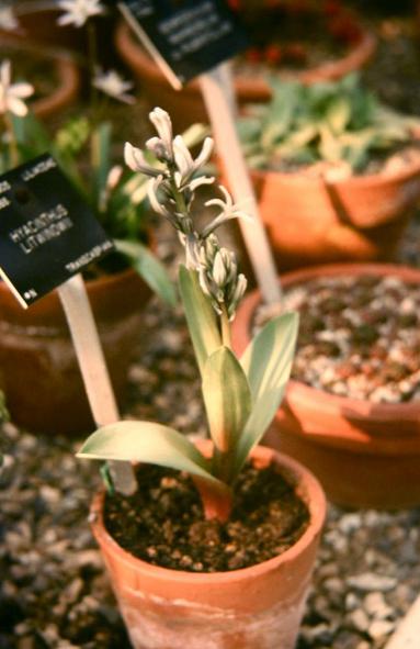 Hyacinthus litwinowii 