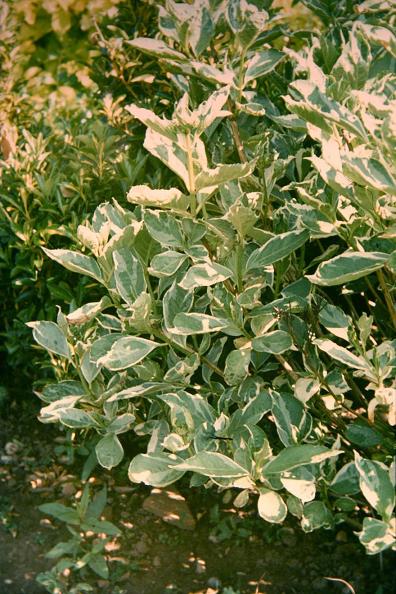 Hydrangea macrophylla 'Variegata' 
