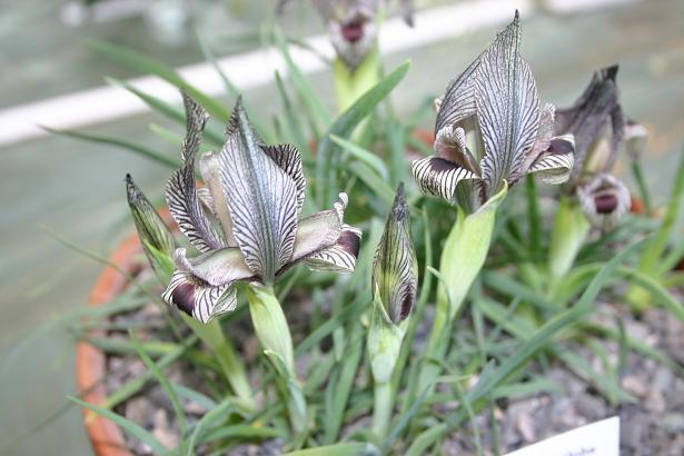 Iris acutiloba ssp lineolata 
