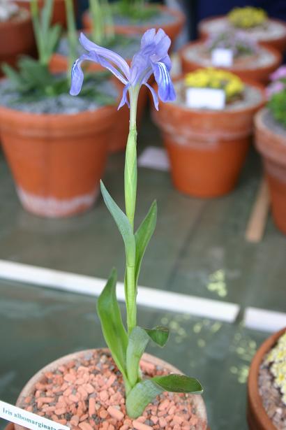 Iris albomarginata 