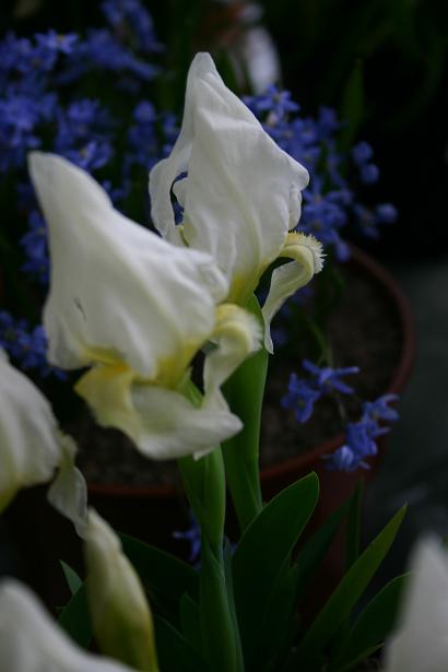 Iris babadagica 