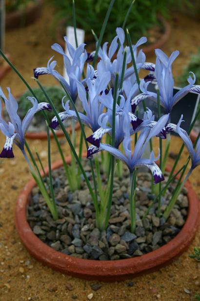 Iris bakeriana 