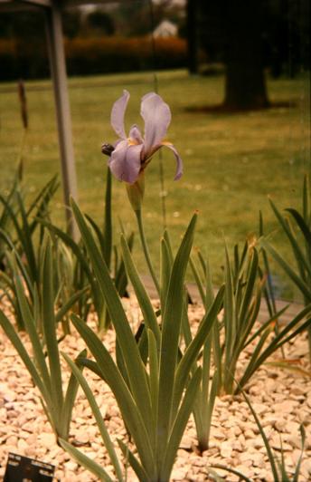 Iris hoogiana 