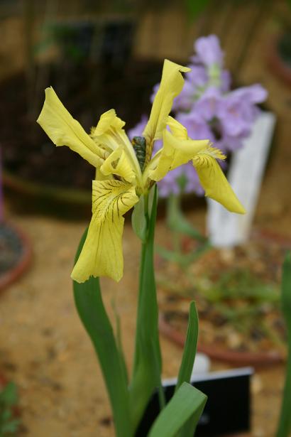 Iris humilis 