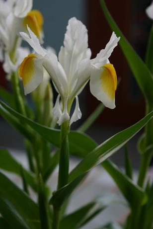 Iris magnifica 'Sunny Side Up' 